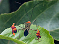 Flag-footed Bug, Tranquilo Bay Lodge, Bastimentos Island, Panama