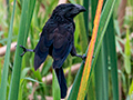 Groove-billed Ani, Saropa (Snyder) Canal Boat Trip, Bocas del Toro, Panama
