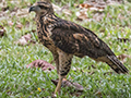 Great Black Hawk, Gamboa Rainforest Resort, Panama