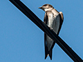 Gray-breasted Martin, Chiriqu Grande, Bocas del Toro, Panama