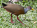 Gray-cowled Wood-Rail, Canopy Lodge, Panama
