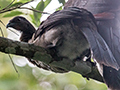 Gray-headed Chachalaca, Anton Dry Forest, Panama
