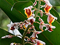 Shell Ginger, Tranquilo Bay Lodge, Bastimentos Island, Panama
