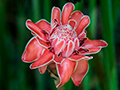 Torch Ginger, Tranquilo Bay Lodge, Bastimentos Island, Panama
