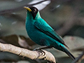 Green Honeycreeper, Gamboa Rainforest Resort, Panama