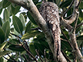 Great Potoo, Rainforest Discovery Center, Panama