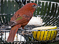 Hepatic Tanager, The Harrisons' Feeders, Cerro Azul, Panama