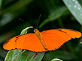 Julia, Chiriqu Grande, Bocas del Toro, Panama