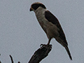 Laughing Falcon, Saropa (Snyder) Canal Boat Trip, Bocas del Toro, Panama