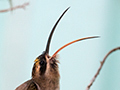 The Birds and Other Images of Panama by Richard L. Becker