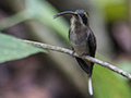 Long-billed Hermit, Rainforest Discovery Center, Panama