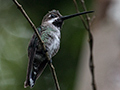 Long-billed Starthroat, The Harrisons' Feeders, Cerro Azul, Panama