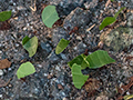 Leafcutter Ants, Valle Chiquito, Panama