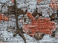 Lichen, Gamboa Rainforest Resort, Panama