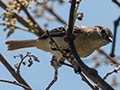 Mouse-colored Tyrannulet, Anton Dry Forest, Panama