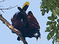 Displaying Montezuma Oropendola, Tranquilo Bay Lodge, Bastimentos Island, Panama