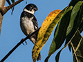 Morelet's Seedeater was White-collared Seedeater, Chiriqu Grande, Bocas del Toro, Panama
