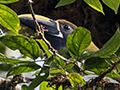 Northern Emerald-Toucanet, Altos del Maria, Panama