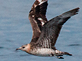 Parasitic Jaeger en route to Green Acres Cocoa Plantation, Panama