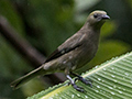 Palm Tanager, Gamboa, Panama