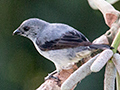 Plain-colored Tanager, Canopy Tower, Panama