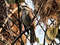 Piratic Flycatcher, Valle Chiquito, Panama