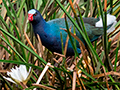 Purple Gallinule, Saropa (Snyder) Canal Boat Trip, Bocas del Toro, Panama