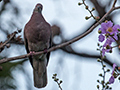 Pale-vented Pigeon, Country Inn and Suites, Panama City, Panama