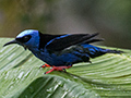 Red-legged Honeycreeper, Gamboa, Panama