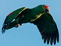 Red-lored Parrot, Tranquilo Bay Lodge, Bastimentos Island, Panama