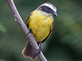 Rusty-margined Flycatcher, Gamboa Ammo Dump, Panama