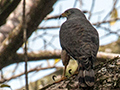 Roadside Hawk at Tranquilo Bay Lodge, Bastimentos Island, Panama