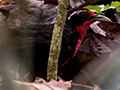 Rosy Thrush-Tanager, Gamboa Rainforest Resort, Panama
