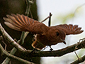 Rufous Mourner, Bosque Protector Palo Seco, Bocas del Toro, Panama