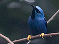 Shining Honeycreeper, Tranquilo Bay Lodge and Cerro Azul, Panama