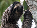 Three-toed Sloth, Canopy Tower, Panama