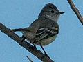 Southern Beardless-Tyrannulet, Anton Dry Forest, Panama