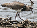 Southern Lapwing, Gamboa Rainforest Resort Marina, Panama