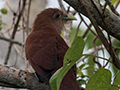 Squirrel Cuckoo, Saropa (Snyder) Canal Boat Trip, Bocas del Toro, Panama