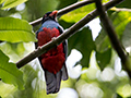Slaty-tailed Trogon, Green Acres Cocoa Plantation, Panama