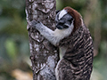 Geoffroy's Tamarin, Canopy Tower, Panama