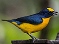 Thick-billed Euphonia, The Harrisons' Feeders, Cerro Azul, Panama