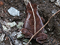 Striped Toad, Rainforest Discovery Center, Panama