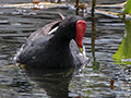 Wattled Jacana, Gamboa Rainforest Resort Marina, Panama