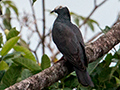 White-crowned Pigeon, Tranquilo Bay Lodge, Bastimentos Island, Panama