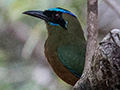 Whooping Motmot, Gamboa, Panama
