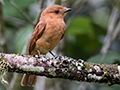 Female White-lined Tanager, The Harrisons' Feeders, Cerro Azul, Panama