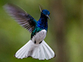 White-necked Jacobin, The Harrisons' Feeders, Cerro Azul, Panama
