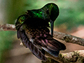 White-vented Plumeleteer, Canopy Tower, Panama