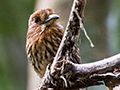 White-whiskered Puffbird, Canopy Tower, Panama